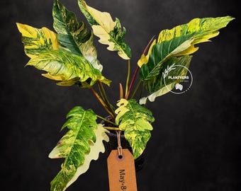 Super Rare Variegated Philodendron Caramel Marble EXACT Plant - Easy Care Indoor Plant - Stunning Collector’s Aroid - Gift Plant - US Seller