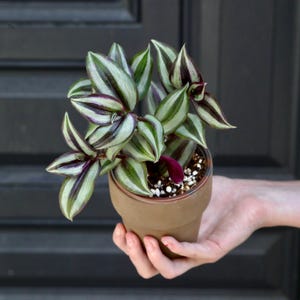 May include: A potted Wandering Jew plant with green, white, and purple striped leaves. The plant is in a small, brown terracotta pot. The plant is held in a hand.