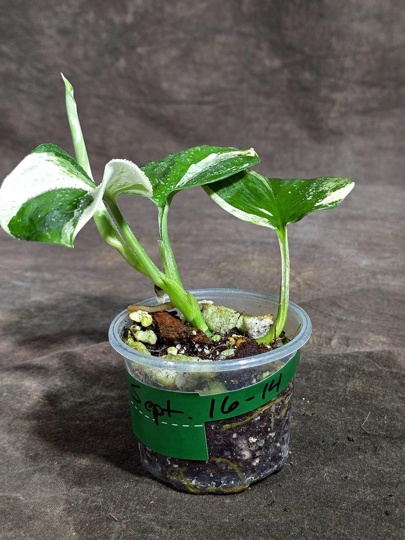 Scindapsus Variated Scindapsus Moonlight Treubii Albo Variegated - Exotic Tropical Indoor ...