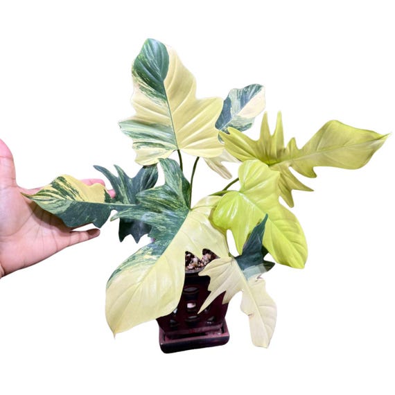 Variegated Philodendron Florida Beauty x Mayoi Exact Plant