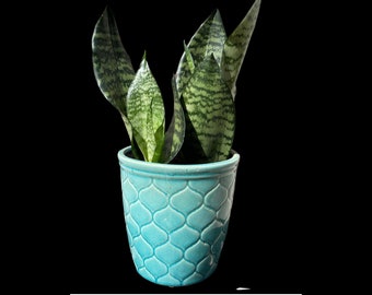Schlangenpflanze | Schwiegermutter-Zunge Pflanze | Sansevieria Zeylanica | Sansevieria Laurentii | Zimmerpflanzen