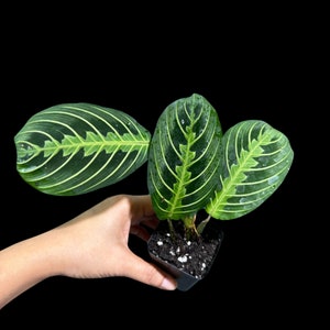 Live Lemon Lime Prayer Plant - Low Light Office Plant - Maranta Leuconeura - Potted Gift houseplant - Air Purifier Indoor Plant - Gift Plant