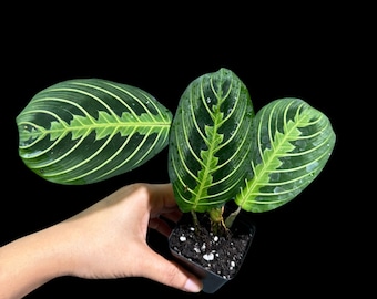 Live Lemon Lime Prayer Plant - Low Light Office Plant - Maranta Leuconeura - Potted Gift houseplant - Air Purifier Indoor Plant - Gift Plant