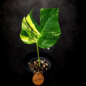 May include: A variegated Monstera plant with a single large, split leaf featuring deep green and bright yellow patterns. The plant is potted in a black container with soil and a round brown tag tied with string labeled July-13-04.