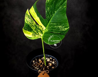 Variegated Monstera Borsigiana Aurea EXACT Plant - Monstera Aurea Variegata Pot - Monstera Marmota - SAME Plant as images - US Seller