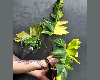 Rare Variegated Philodendron Florida Beauty x Mayoi - Live Plant - Exact Plant - US SELLER