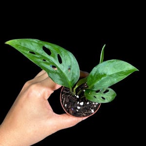 May include: A small potted Monstera Adansonii plant with vibrant green leaves. The leaves have unique, irregular holes, and the plant is set against a black background. The pot is a light brown color.