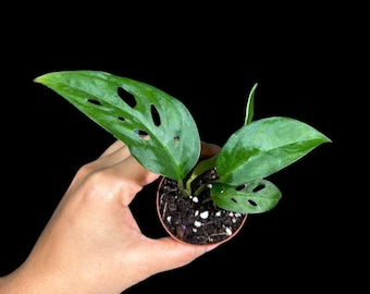 May include: A small potted Monstera Adansonii plant with vibrant green leaves. The leaves have unique, irregular holes, and the plant is set against a black background. The pot is a light brown color.