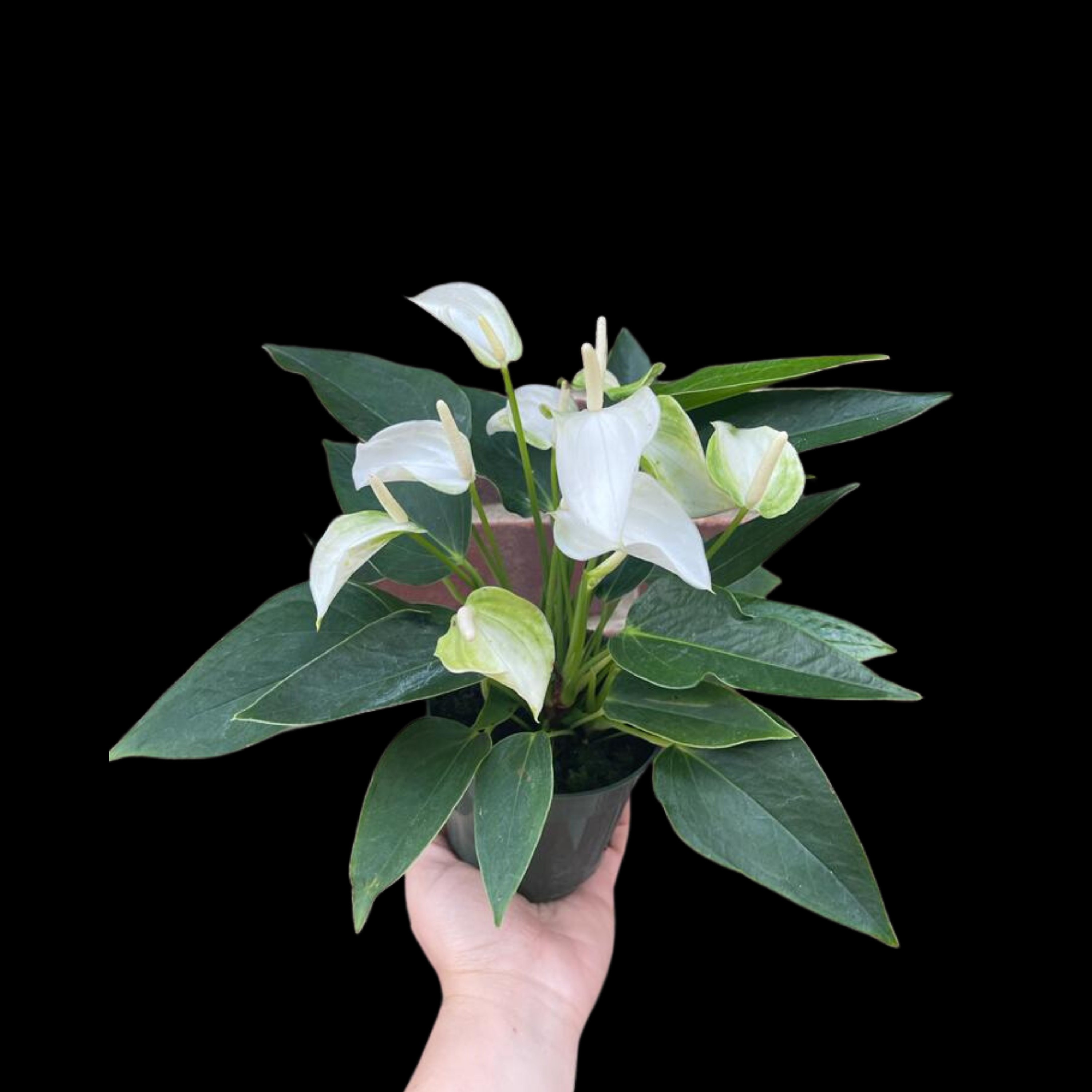 Anthurium Aristo - Etsy