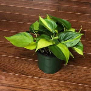 Rare Brasil philodendron Cuttings & Nursery Pots - Easy Care Houseplant Brasil Extremely Rare Low Light indoor vining plant office plant 4”Decorative+Plant