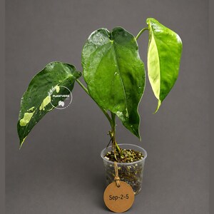 May include: A variegated Philodendron plant with three heart-shaped, glossy green leaves featuring cream-colored patches. The plant is potted in a clear plastic cup filled with soil and has a round brown tag attached with string labeled Sep-2-5.