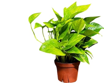 Golden Pothos in a 3" Nursery Pot - Easy Care Houseplant - Low light Indoor Plant - Devils Ivy Plant - Air purifier plant - US Seller