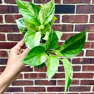 RARE Marble Pothos Cuttings Gorgeous Variegated Indoor easy care house plant, Marble Pothos, White and Green variegation propagation plant 4" Nursery Pot