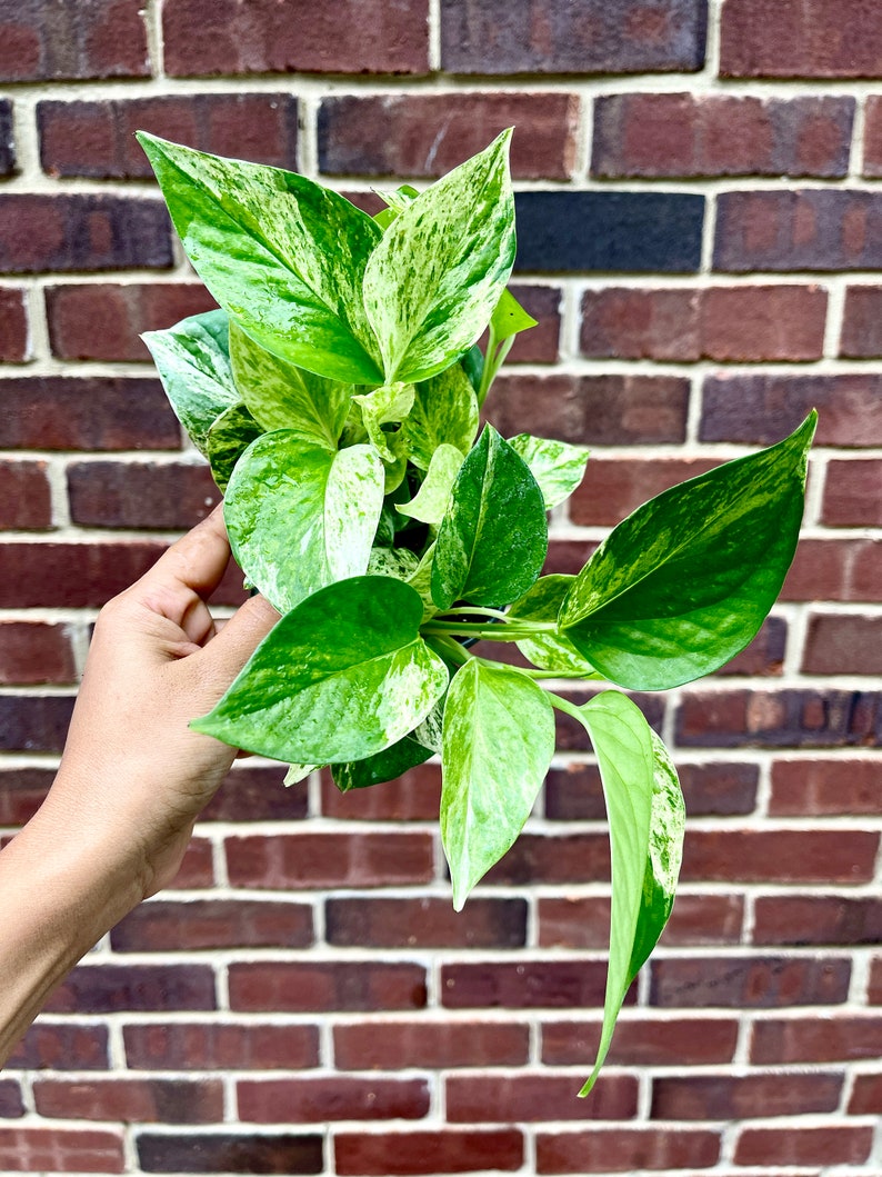 RARE Marble Pothos Cuttings Gorgeous Variegated Indoor easy care house plant, Marble Pothos, White and Green variegation propagation plant 4" Nursery Pot