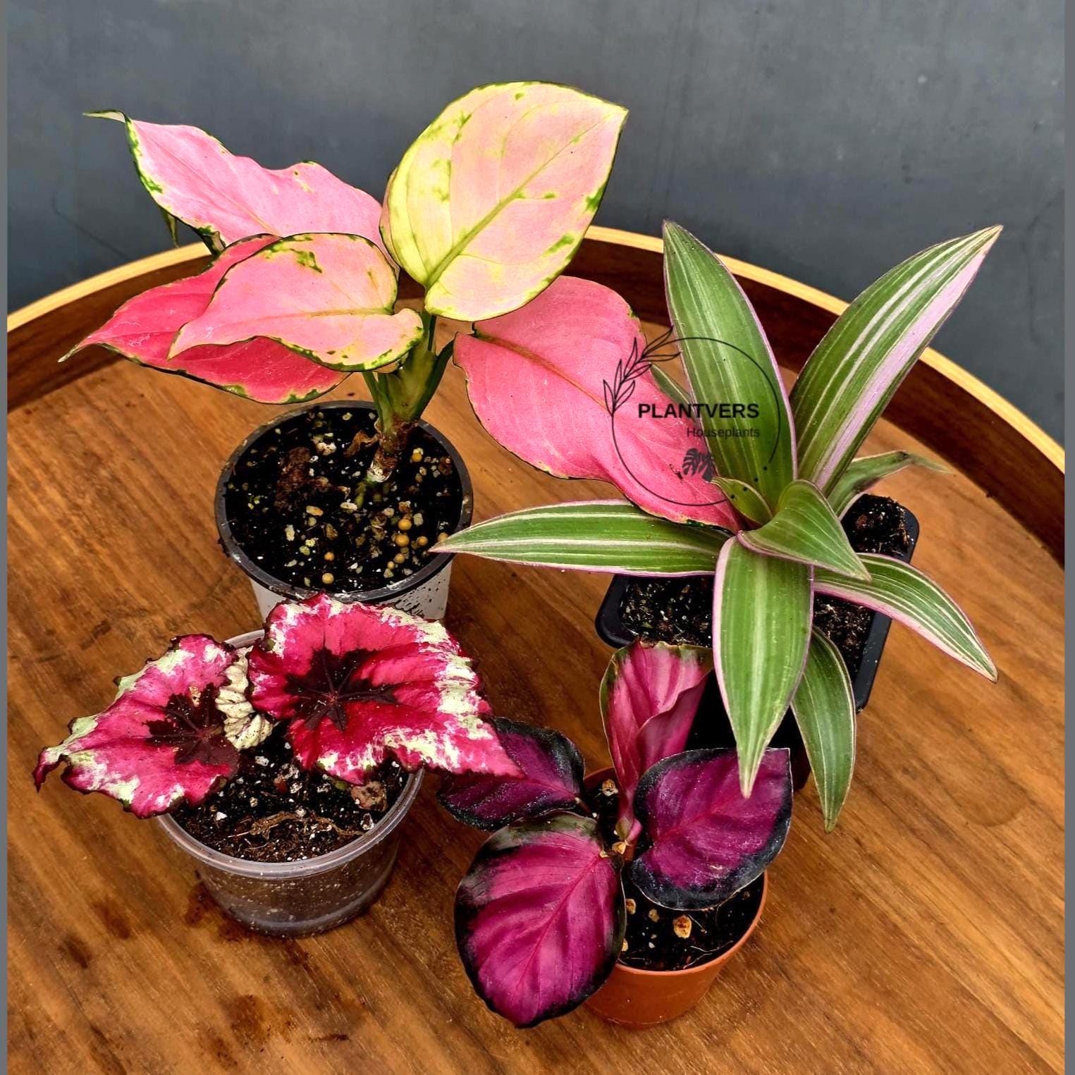 caring for a dieffenbachia plant Dieffenbachia Plant Care - How to Grow Dieffenbachia amoena main image 1