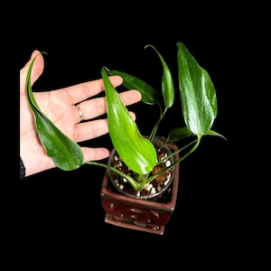 SUPER Rare Monstera Burle Marx Flame Plant Live- Monstera Dilacerata - Rare Aroid Plant - Same Plant as Image - US Seller