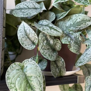 May include: A close-up of a potted Scindapsus pictus plant, also known as satin pothos, with large, heart-shaped leaves. The leaves are a mix of green and silver, creating a speckled pattern. The plant sits in a brown pot on a black shelf.
