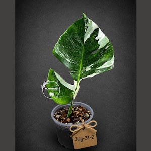 Monstera Albo - Rare Variegated Monstera Borsigiana Albo - Rare Collector Plant - White Monstera Albo - EXACT Same Plant - USA Seller Pot-July-31-2