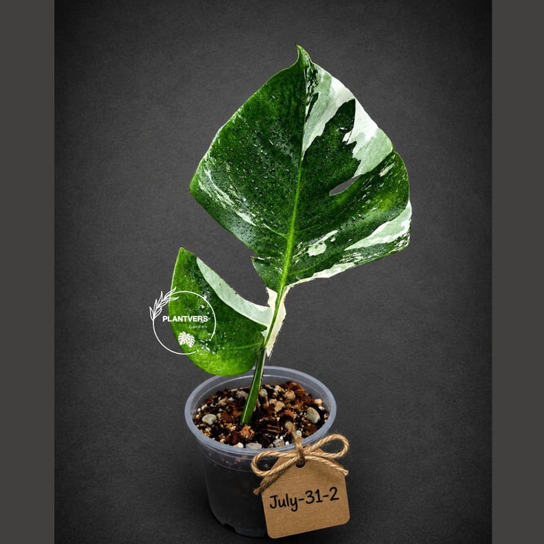 Monstera Albo - Rare Variegated Monstera Borsigiana Albo - Rare Collector Plant - White Monstera Albo - EXACT Same Plant - USA Seller Pot-July-31-2