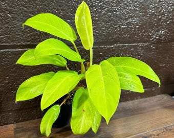 Neon Philodendron Upright in 4" Pot - Bright Lemon Lime Foliage Indoor Plant - Easy Care Live Houseplant - Perfect for Home & Office Gift