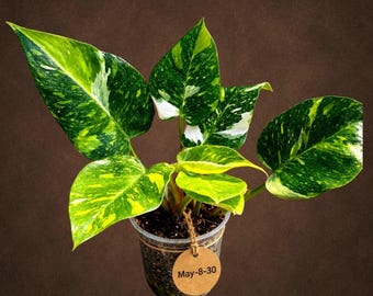 Variegated Philodendron White Princess Tricolor - Rare Live Collector Plant - EXACT Plant - US Seller
