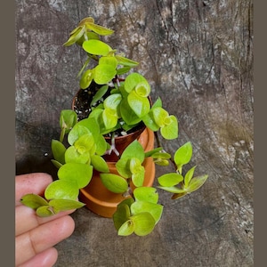 Callisia Repens Gold in 2&quot; Nursery pot | Starter Plant | Golden Form | Tradescantia Succulent Houseplant Live | Low Light Indoor Plant