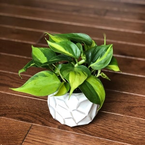 Rare Brasil philodendron Cuttings & Nursery Pots - Easy Care Houseplant Brasil Extremely Rare Low Light indoor vining plant office plant bild 2
