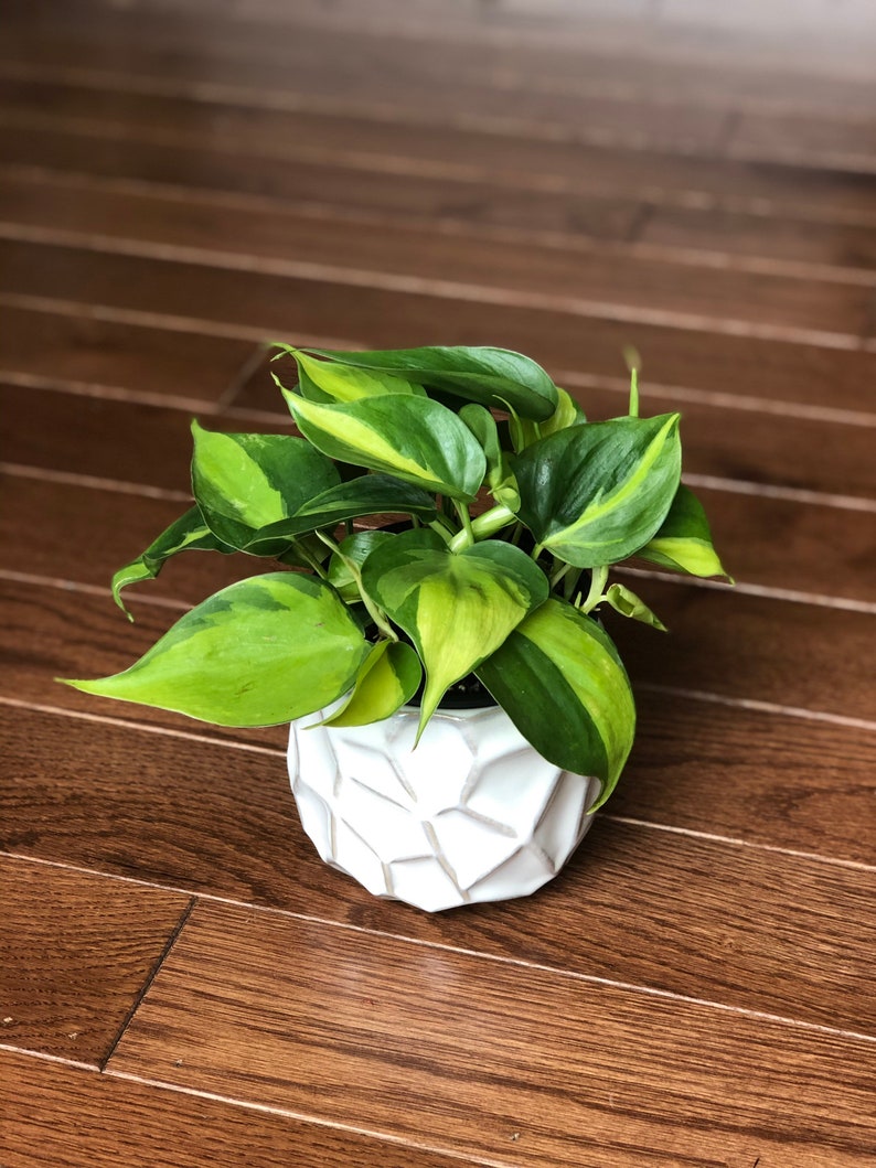 Rare Brasil philodendron Cuttings & Nursery Pots - Easy Care Houseplant Brasil Extremely Rare Low Light indoor vining plant office plant bild 2