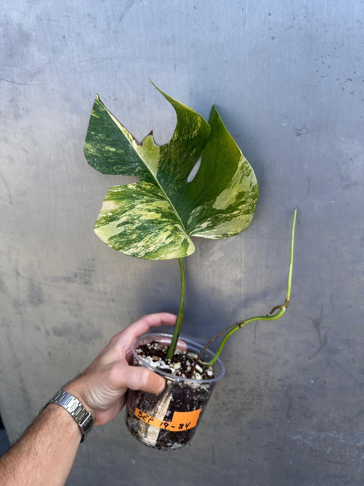 モンステラ デリシオーサ レモンライム 