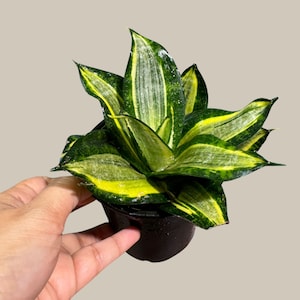 Rare Sansevieria Trifasciata Golden Hanhii in 3” pot - Mini Snake Plant- Live Houseplant - Air Purifying Plant - Yellow Snake Plant