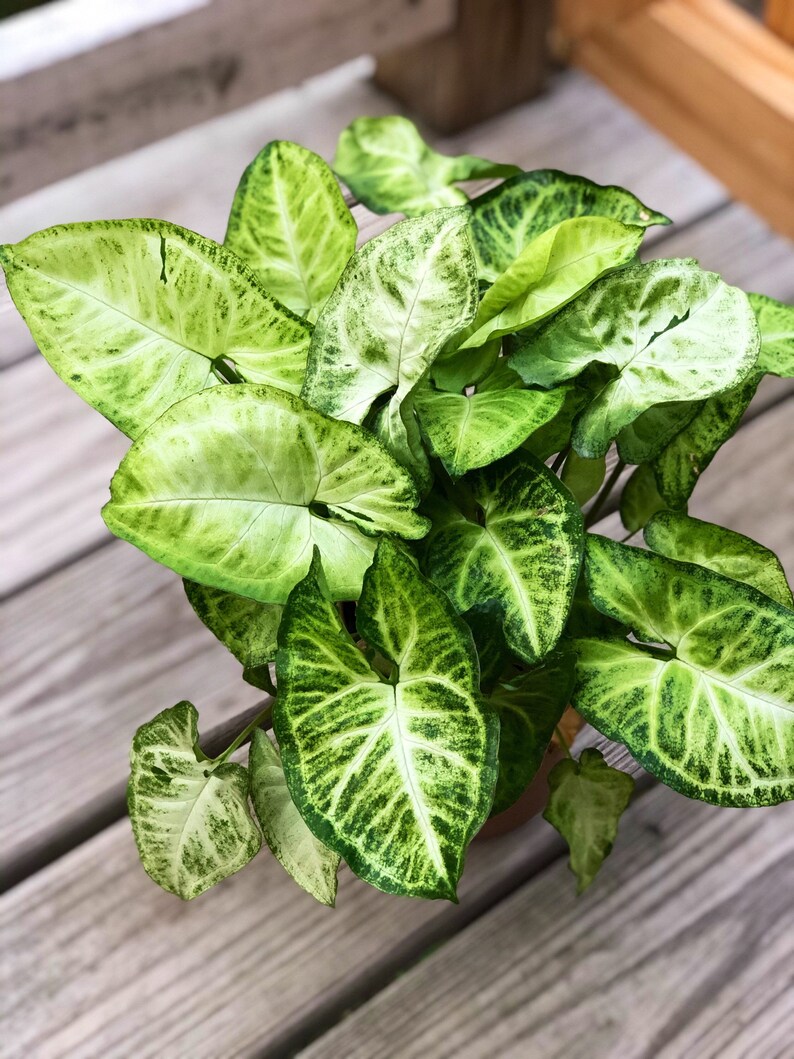 Arrowhead Plant Vine in a 5 Pot American Evergreen A Etsy