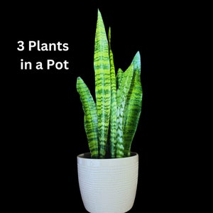 Snake Plant | Mother-In-Law&#39;s-Tongue Plant | Sansevieria Zeylanica | Indoor Plants | green Snake plant | Air Purifier Snake Plant