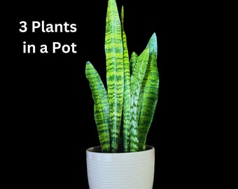 Snake Plant | Mother-In-Law's-Tongue Plant | Sansevieria Zeylanica | Indoor Plants | green Snake plant | Air Purifier Snake Plant