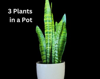 Rare Sansevieria Parva Snake Plant – Air Purifying, Easy Care, Starter Size (4-8 In)
