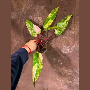 Variegated Philodendron Strawberry Shake EXACT Same Plant - Rare Variegated Strawberry Plant - Collector Plant - Gift Live Plant - US Seller