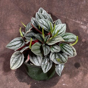 Peperomia Pearl Plant in 4” Pot  – Live Rare Houseplant with Variegated Leaves - Easy Care Indoor Plant - Pet Friendly Plant