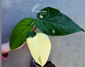 Syngonium Chiapense Albo Variegated - Stunning Aroid - SAME Plant - US Seller