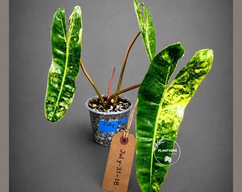 Super Rare Billietiae Variegated - Philodendron Variegated Billietiae Pot Large Levaes - US SELLER