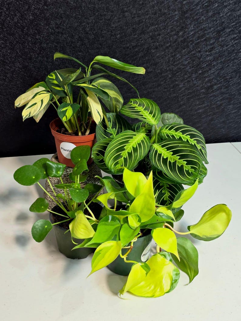 Set of 4 Assorted Indoor Plants in 4” Pots - Plant Lover Gift Set - Low ...