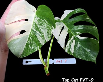Monstera Albo 2 Leaf Top Cut- Rare variegated Monstera Borsigiana albo - SAME plant as pictures