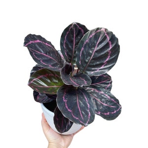 Calathea Roseopicta Dottie Plant in 4&quot; Pot - Calathea Roseopicta - Rose Painted Calathea - Calathea Black Rose