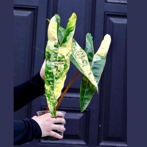 Philodendron Billietiae Variegata - Etsy
