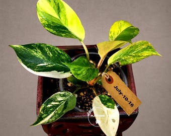 Yellow Congo Philodendron Variegated Live Plant - Super Rare Indoor Plant - Hard to Come By - Exact Same Plant - US Seller