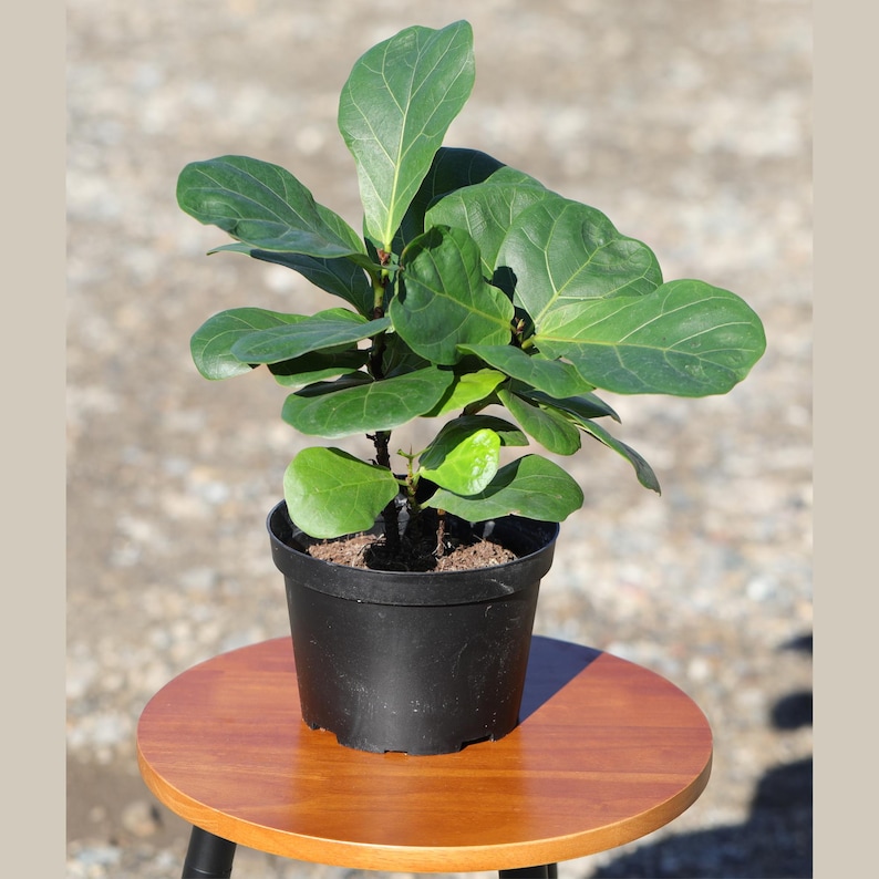May include: A small green ficus lyrata plant in a black plastic pot, sitting on a wooden table.