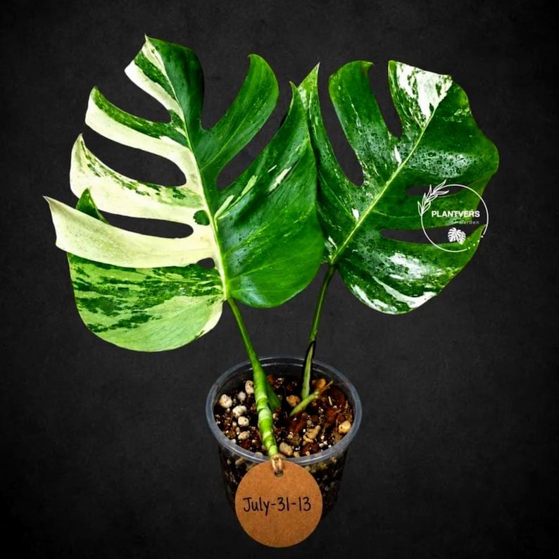 Monstera Albo - Rare Variegated Monstera Borsigiana Albo - Rare Collector Plant - White Monstera Albo - EXACT Same Plant - USA Seller Pot-July-31-13