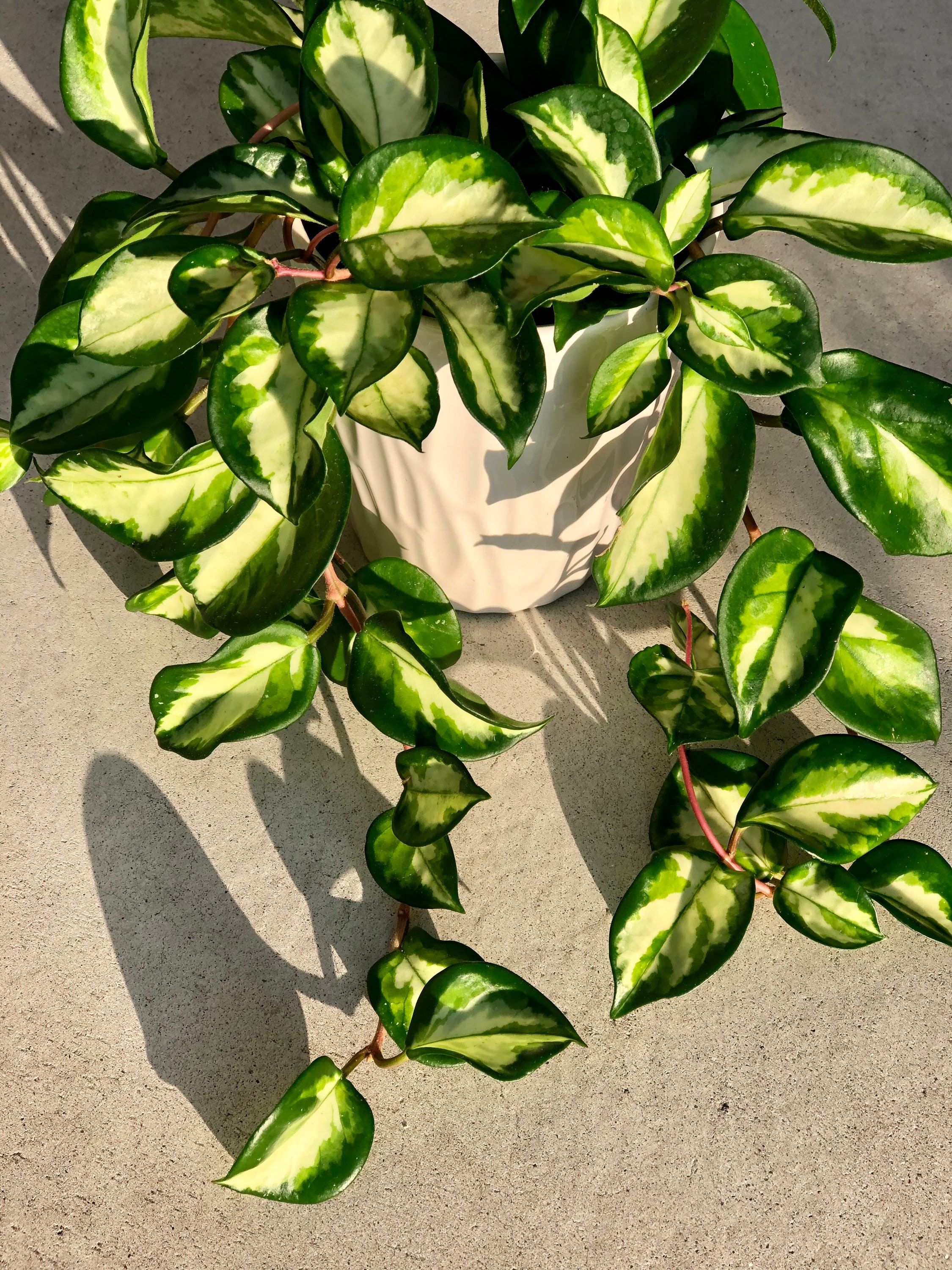 Rare Hoya Carnosa Krimson Princess 5 Ceramic Pot Very rare Etsy