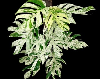 Epipremnum Pinnatum Marble Variegated - Very high variegation plant - SAME PLANT - USA Seller Premium Leaf Cutting