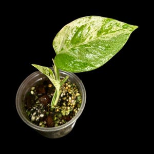 RARE Epipremnum Pinnatum Albo Variegated Live Plant - Beginners Plant - Indoor Plant - Rare Collector Plant - Exact SAME Plant - US Seller