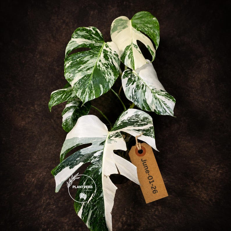 Monstera Albo - Rare Variegated Monstera Borsigiana Albo - Rare Collector Plant - White Monstera Albo - EXACT Same Plant - USA Seller Pot-June-01-26
