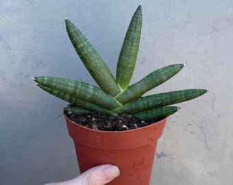 フィロデンドロン アタバポエンセ 斑入り 超レア 完全一致鉢植え